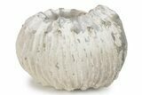 Bumpy Liparoceras Ammonite - Gloucestershire, UK #241749-1